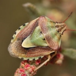 Antheminia lunulata